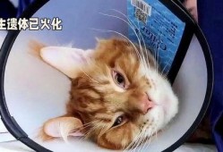 胖猫事件进展最新爆料,最新爆料揭示惊人内幕，真相逐渐浮出水面