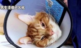 胖猫事件进展最新爆料,最新爆料揭示惊人内幕，真相逐渐浮出水面