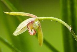 兰花姐姐最新爆料,娱乐圈幕后真相大曝光！