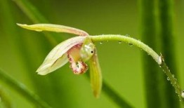 兰花姐姐最新爆料,娱乐圈幕后真相大曝光！