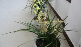 兰花姐姐最新爆料,娱乐圈幕后真相大曝光！